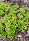 Einzelbild 8 Keilblättriger Steinbrech - Saxifraga cuneifolia