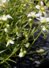 Einzelbild 6 Rauer Steinbrech - Saxifraga aspera