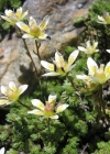 Einzelbild 5 Moosartiger Steinbrech - Saxifraga bryoides