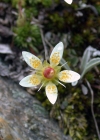 Einzelbild 6 Moosartiger Steinbrech - Saxifraga bryoides