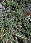 Einzelbild 8 Gegenblättriger Steinbrech - Saxifraga oppositifolia