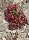 Einzelbild 4 Zweiblütiger Steinbrech - Saxifraga biflora