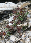 Einzelbild 5 Zweiblütiger Steinbrech - Saxifraga biflora