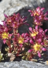 Einzelbild 7 Zweiblütiger Steinbrech - Saxifraga biflora