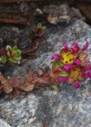 Einzelbild 8 Zweiblütiger Steinbrech - Saxifraga biflora