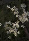 Einzelbild 6 Trauben-Steinbrech - Saxifraga paniculata