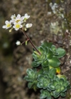 Einzelbild 8 Trauben-Steinbrech - Saxifraga paniculata