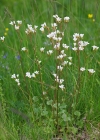 Einzelbild 4 Knöllchen-Steinbrech - Saxifraga granulata