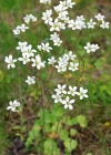 Einzelbild 5 Knöllchen-Steinbrech - Saxifraga granulata
