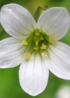 Einzelbild 7 Knöllchen-Steinbrech - Saxifraga granulata