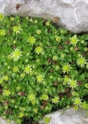 Einzelbild 5 Blattloser Steinbrech - Saxifraga aphylla