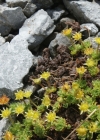 Einzelbild 8 Blattloser Steinbrech - Saxifraga aphylla