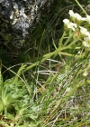 Einzelbild 5 Gefurchter Steinbrech - Saxifraga exarata subsp. exarata