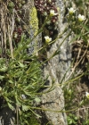 Einzelbild 6 Gefurchter Steinbrech - Saxifraga exarata subsp. exarata