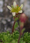 Einzelbild 5 Moschus-Steinbrech - Saxifraga exarata subsp. moschata