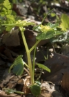 Einzelbild 6 Wechselblättriges Milzkraut - Chrysosplenium alternifolium