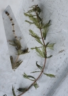 Einzelbild 5 Ähriges Tausendblatt - Myriophyllum spicatum
