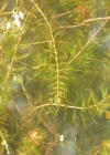 Einzelbild 7 Ähriges Tausendblatt - Myriophyllum spicatum