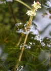 Einzelbild 8 Ähriges Tausendblatt - Myriophyllum spicatum
