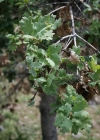 Einzelbild 5 Flaum-Eiche - Quercus pubescens