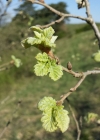 Einzelbild 6 Flaum-Eiche - Quercus pubescens