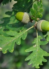 Einzelbild 7 Flaum-Eiche - Quercus pubescens