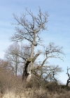 Einzelbild 5 Stiel-Eiche - Quercus robur
