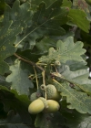 Einzelbild 7 Stiel-Eiche - Quercus robur