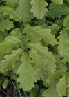 Einzelbild 5 Trauben-Eiche - Quercus petraea