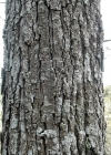 Einzelbild 6 Trauben-Eiche - Quercus petraea