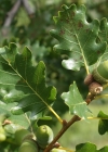 Einzelbild 7 Trauben-Eiche - Quercus petraea
