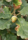 Einzelbild 8 Trauben-Eiche - Quercus petraea