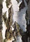 Einzelbild 4 Hänge-Birke - Betula pendula