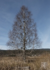 Einzelbild 5 Moor-Birke - Betula pubescens