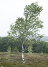 Einzelbild 6 Moor-Birke - Betula pubescens