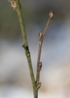 Einzelbild 7 Moor-Birke - Betula pubescens