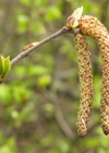 Einzelbild 8 Moor-Birke - Betula pubescens