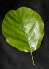 Einzelbild 5 Schwarz-Erle - Alnus glutinosa