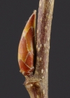Einzelbild 4 Hagebuche - Carpinus betulus