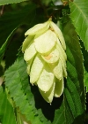 Einzelbild 1 Hopfenbuche - Ostrya carpinifolia
