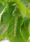 Einzelbild 5 Hopfenbuche - Ostrya carpinifolia