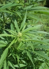Einzelbild 6 Hanf - Cannabis sativa
