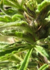 Einzelbild 8 Hanf - Cannabis sativa