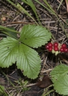 Einzelbild 6 Steinbeere - Rubus saxatilis