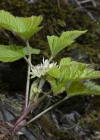 Einzelbild 7 Steinbeere - Rubus saxatilis