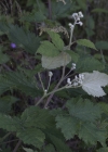 Einzelbild 4 Himbeere - Rubus idaeus
