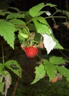 Einzelbild 7 Himbeere - Rubus idaeus