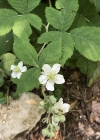 Einzelbild 6 Blaue Brombeere - Rubus caesius