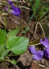 Einzelbild 6 Behaartes Veilchen - Viola hirta