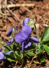 Einzelbild 7 Behaartes Veilchen - Viola hirta